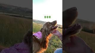 Супер комбо, для ваших прогулок WB: #418211844 Набор от блох,клещей и комаров