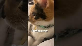Very loud purrs
