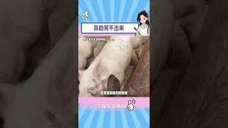 怎么会瘦成这个样子啊（取材网络 谨慎甄别） #猪 #动物 #可怜#shorts