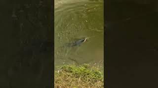 Hooked Giant Snakehead (Toman) leaping out of water #shorts