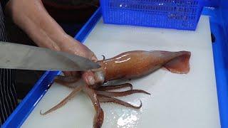 20년 경력 산 오징어 회뜨기 달인  Korean Squid Sashimi