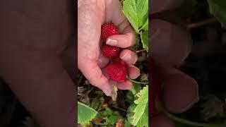 Harvest time! #harvest #growfood #gardening #strawberries #harvesting