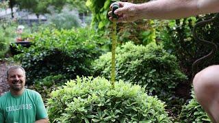 Very Small Evergreen Low Maintenace Plants for Shade Foundation Gardens