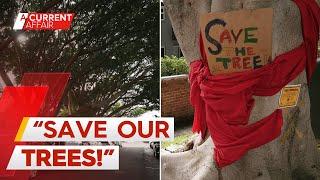 Outraged locals fight to save giant fig tree after complaint | A Current Affair