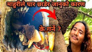 माहुरीले घार छाड्नुको कारण, अब के गर्ने? । bee keeping । village life video