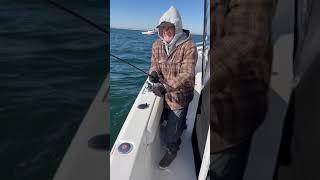 Striped bass on a top water plug