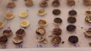 NSF-funded biofuel research at K-State