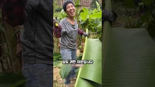 이게 진짜 탄소제로 끝판왕입니다 #탄소제로 #친환경라이프 #바나나농장 #지속가능성 #플라스틱제로