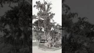 The Tree of the Sad Night: Witness to the Past. #history #historicalfact
