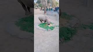 zoo Lahore #short #viral #video