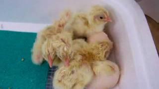 New born baby Chicks