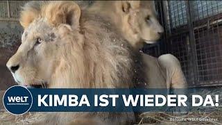 LÖWEN-AUSBRUCH: „Kimba“ sorgt für Chaos in Ladispoli! Raubtier streunt stundenlang durch die Stadt