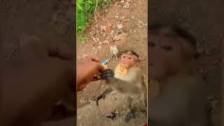 Selfish Monkey Vs Innocent Baby Monkey