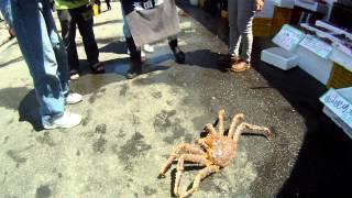 7ackie Journey Japan Giant Crabs at Hakodate market