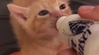 Cute kitten drinking milk