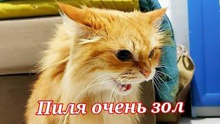 Стрижка кота. Интересный факт о кошках.