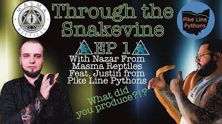 Through the Snakevine EP1 FT Masma Reptiles & Pikeline Pythons