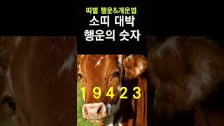 띠별로 보는 행운의 숫자! 소띠에게 돈복 터지는 숫자! 2024년 대박나는 소띠 행운의 숫자&컬러 #띠별운세, #행운의숫자, #행운의컬러, #신년운세, #갑진년운세,