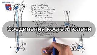 Анатомия голеностопного сустава и соединения костей голени - meduniver.com