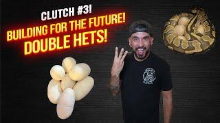 Clutch Number 3 is here!! Making Double Hets!