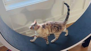 Pretty kitty goes for a relaxing cat wheel walk!