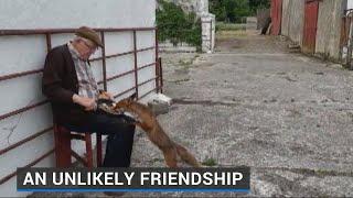 Irish farmers forge unlikely friendships with wild foxes during coronavirus pandemic