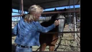 HORSE SLAUGHTER - An Undercover Investigation