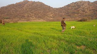 Black Partridge Hunting With Gun | Kala Teeta Ka Shikar | FATEH JANG TV