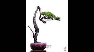 lingnan bonsai shunde bonsai