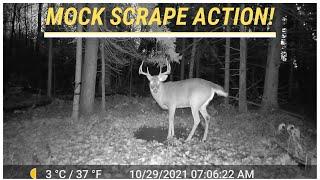 Whitetail Deer Buck Works Over Mock Scrape (Trail Cam Video)