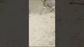 #animals #donkey #janwar #ghada #thar