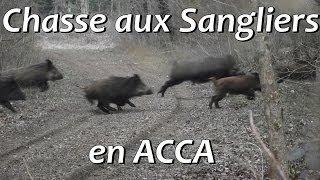 Chasse d'un Sanglier de 100 kg en ACCA - Go Pro Hero 3