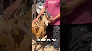 AJMER BAKRA MANDI LIVE UPDATE COVER WITH PRICE RAJASTHAN BIGGEST MANDI