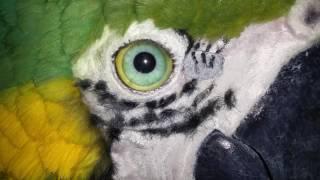 CRYSTUMES HYPER REALISTIC PARROT MASK REVIEW