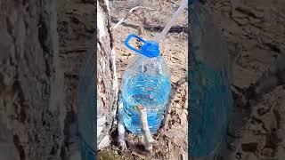 Какой должен быть березовый сок.