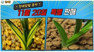 [판매] 11월20일(수요일) 특별 판매영상