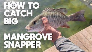 How to Catch Bigger Mangrove Snapper For Beginners Fishing Key West Florida