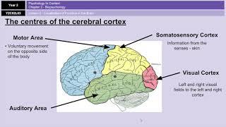 A-Level Psychology (AQA): Biopsychology - Localisation of Function in the Brain