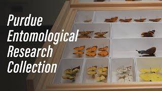 Purdue Entomological Research Collection