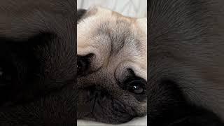 #youtubeshorts #pug #puglife #pugsofinstagram #cute #гуффи #funny #pets #shorts #short #shortvideo