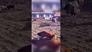 Curious Calf vs Electricity: Shocking Lesson Learned!
