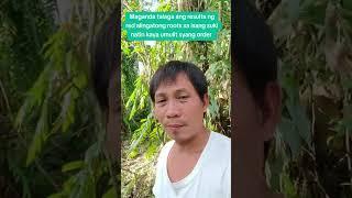 Red alingatong roots