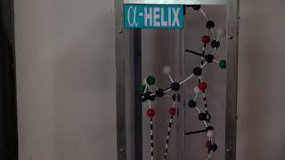 Alpha Helix Model