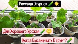 Рассада Огурцов ️ Для хорошего Урожая Когда необходимо высаживать в грунт!