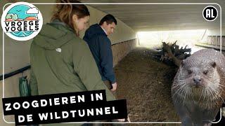 Werkt een wildtunnel echt? | TV | Vroege Vogels