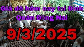 Giá dê hôm nay tại Định Quán Đồng Nai 9/3/2025 - Ù sáng nuôi dê