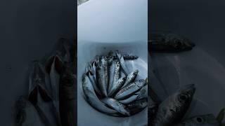 СТАВРИДА.Удачный поход на рыбалку на чёрном море!Со вкусом и просто!