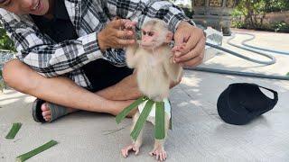 Funny and cute videos of Monkey Luk in 2024! funny monkey