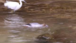 Scaly-sided Merganser 中華秋沙鴨 (唐秋沙)