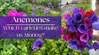 Anemones 101: A Must Grow Spring Flower!